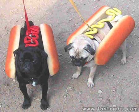 Hotdog