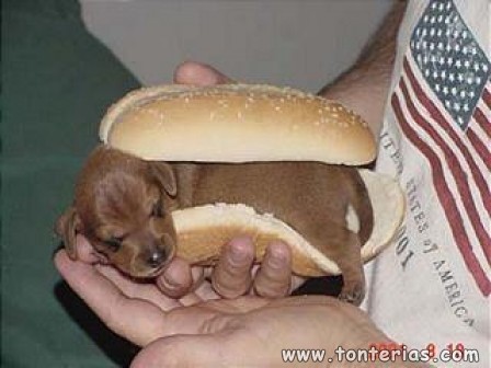 Hot dog