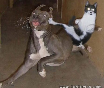 Gato Karateka