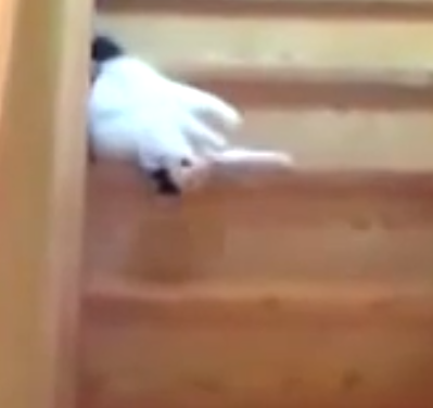 Gato bajando escaleras