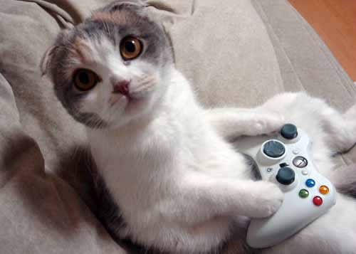 Gatito Xbox